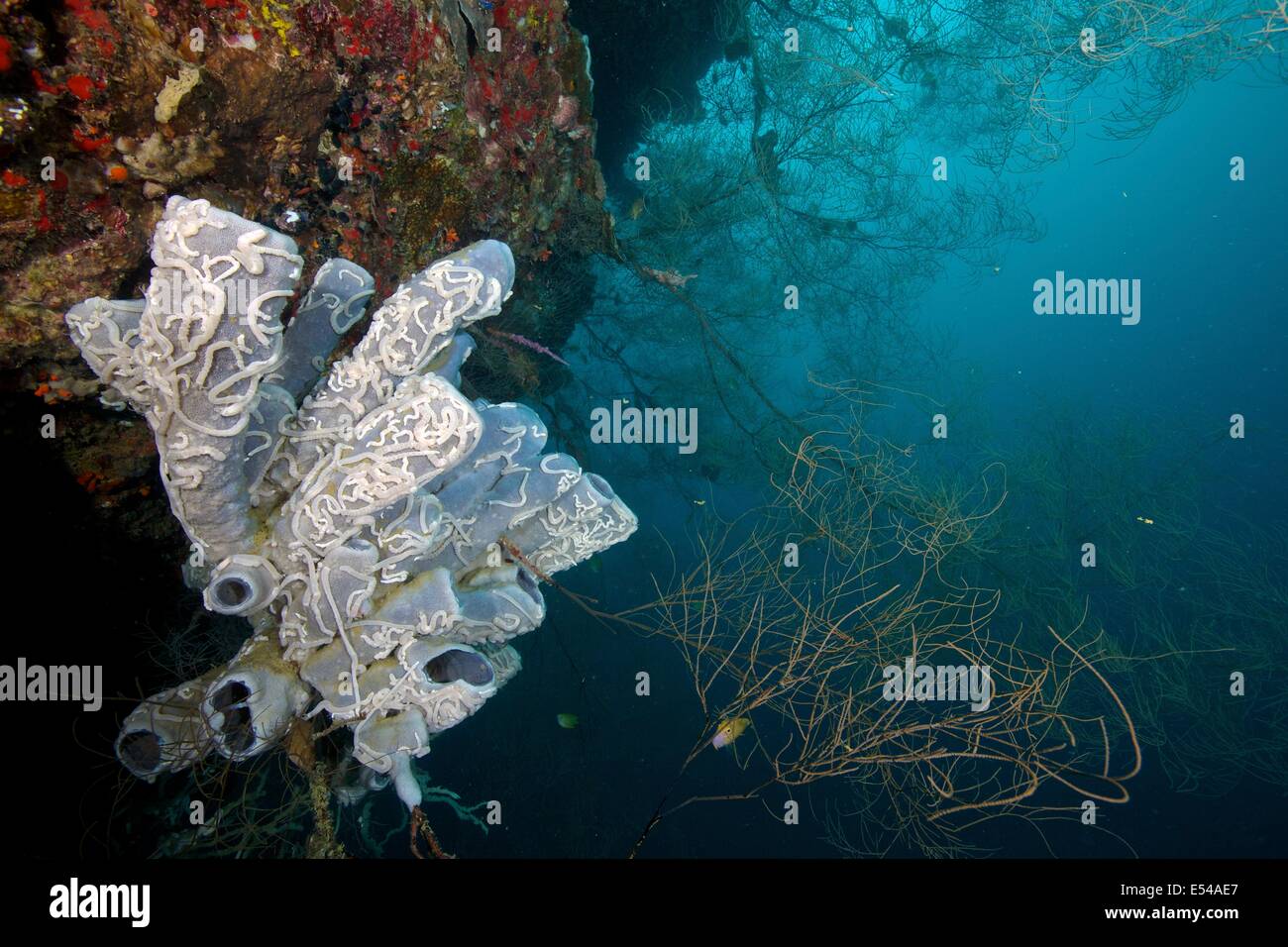 Scenery of a deeper wall at Napantao Sanctuary in Southern Leyte, Philippines. Stock Photo