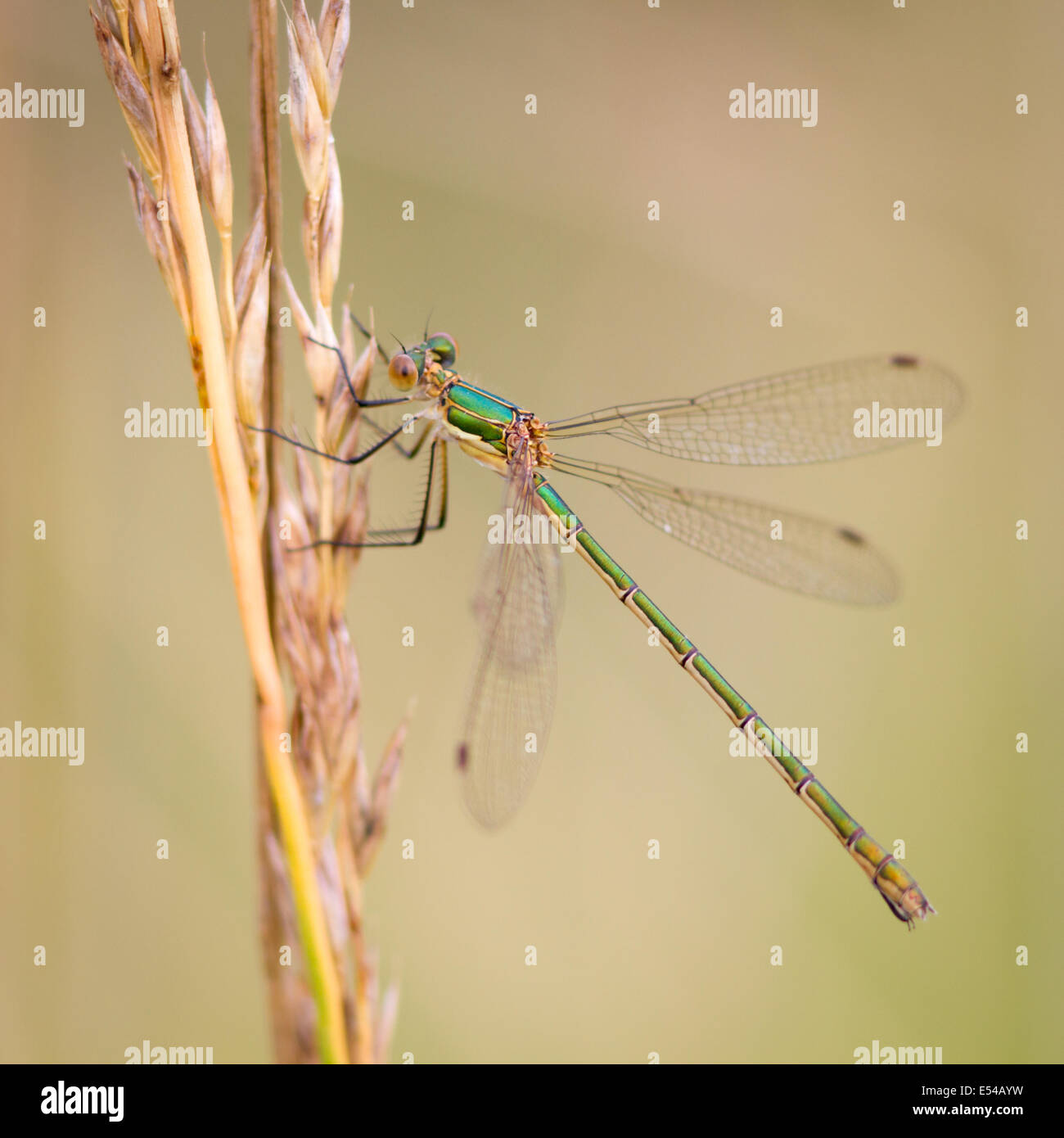 Female Emerald Damselfly (Lestes sponsa) on a grass stem Stock Photo ...