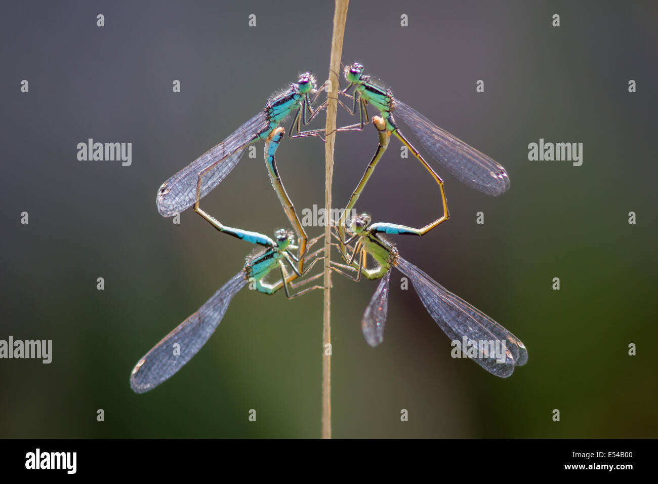 Blue Tailed Damselfly Ischnura Elegans Hi Res Stock Photography And Images Alamy