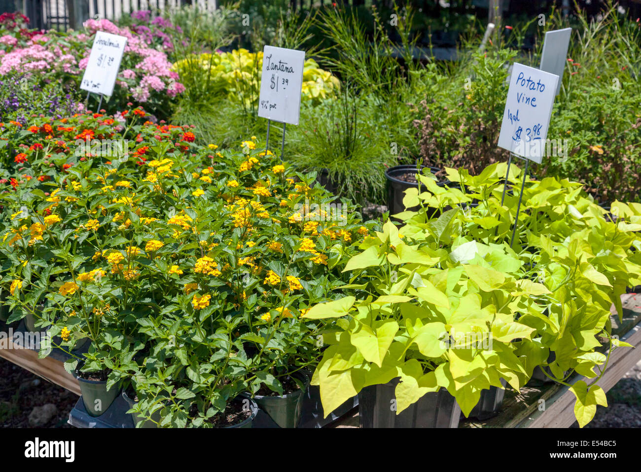 Exciting Plant Nursery Fort Lauderdale Pictures