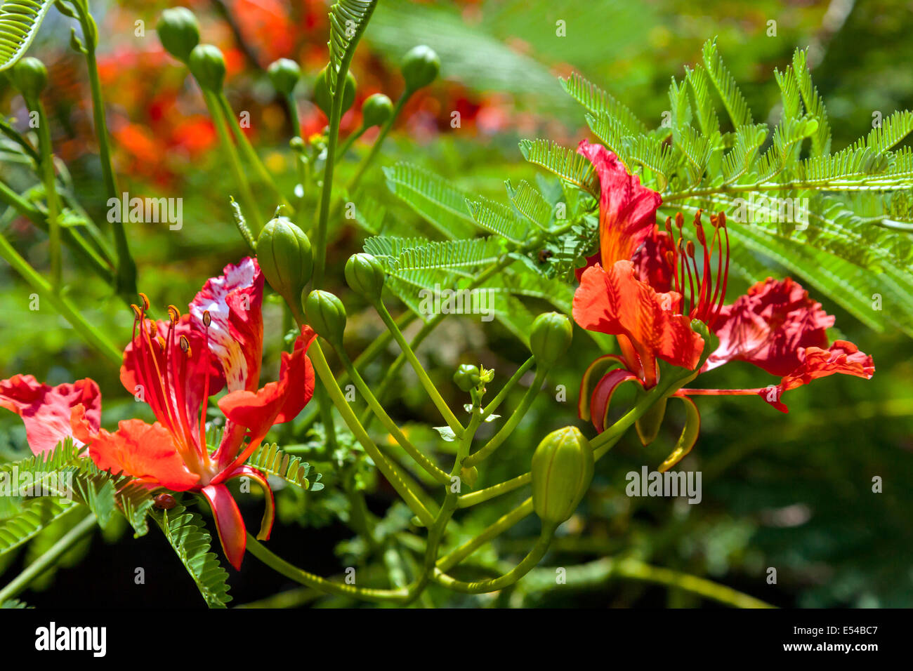 Brilliant orange red flowers and buds on an ornamental Flame tree (Delonix regia) at local nursery in Fort Lauderdale, Florida. Stock Photo