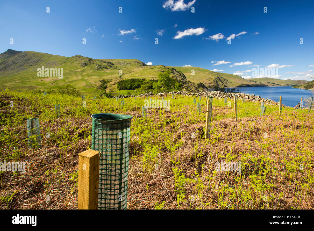 Tree planting uk hires stock photography and images Alamy