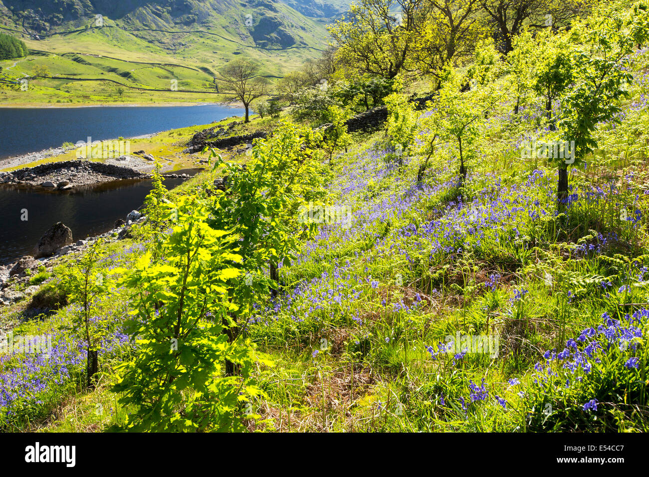 Tree planting at Haweswater, Lake District, UK, Oak trees planted as part of a habitat restoration project. Stock Photo
