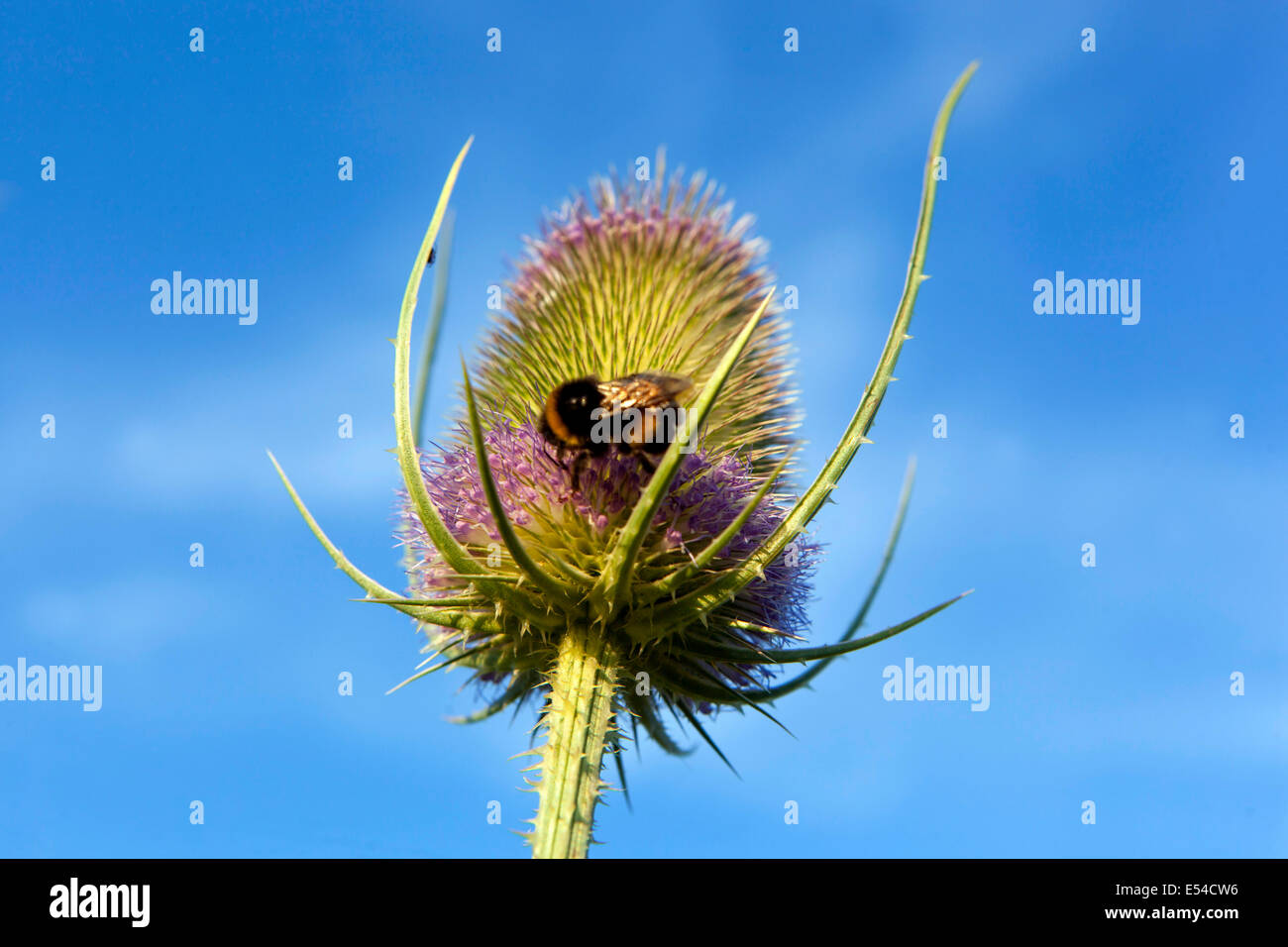 Wild Teasel, Dipsacus fullonum. Bumble bee flower Stock Photo