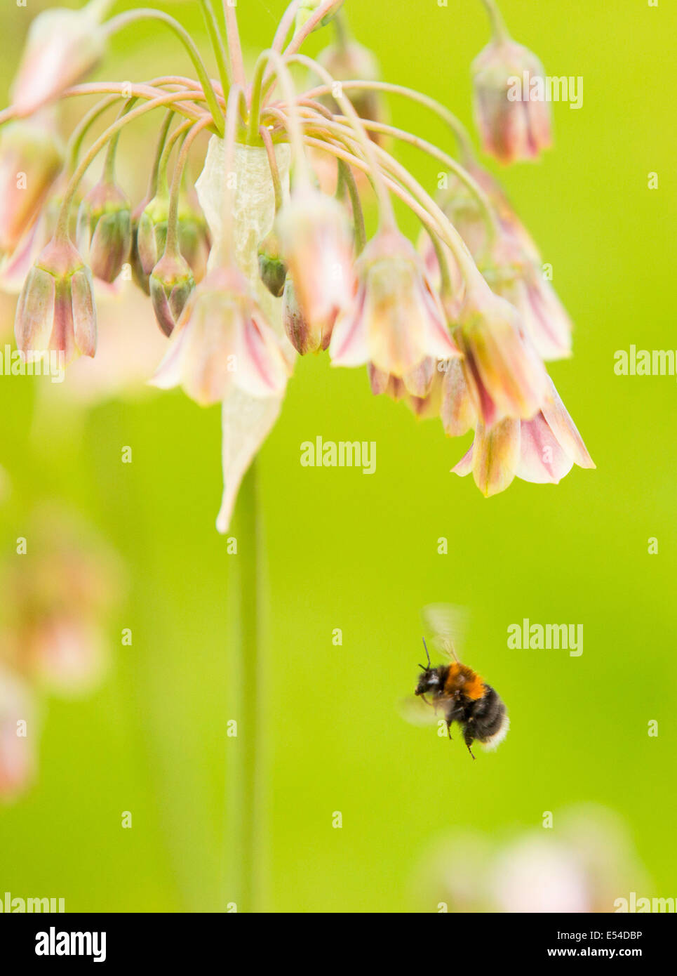 Bumble Bee gathering pollen from an Alium flower. Stock Photo