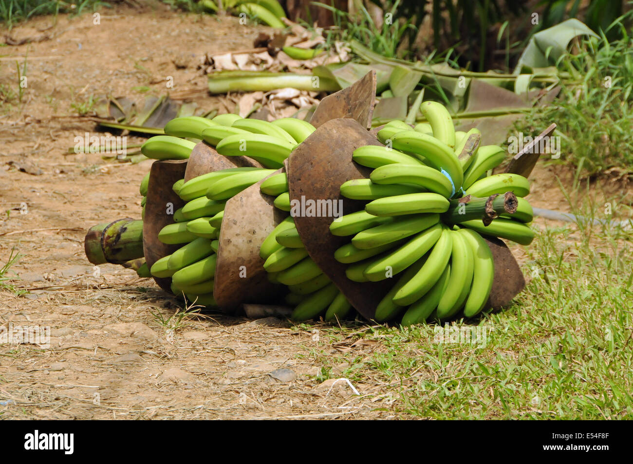 Bananas off a banana tree Stock Photo Alamy