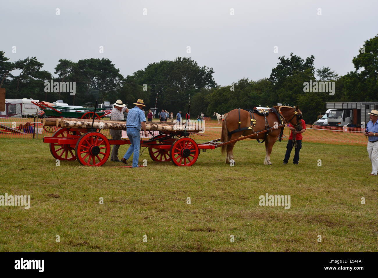 Heavy horse pulling logs Stock Photo - Alamy