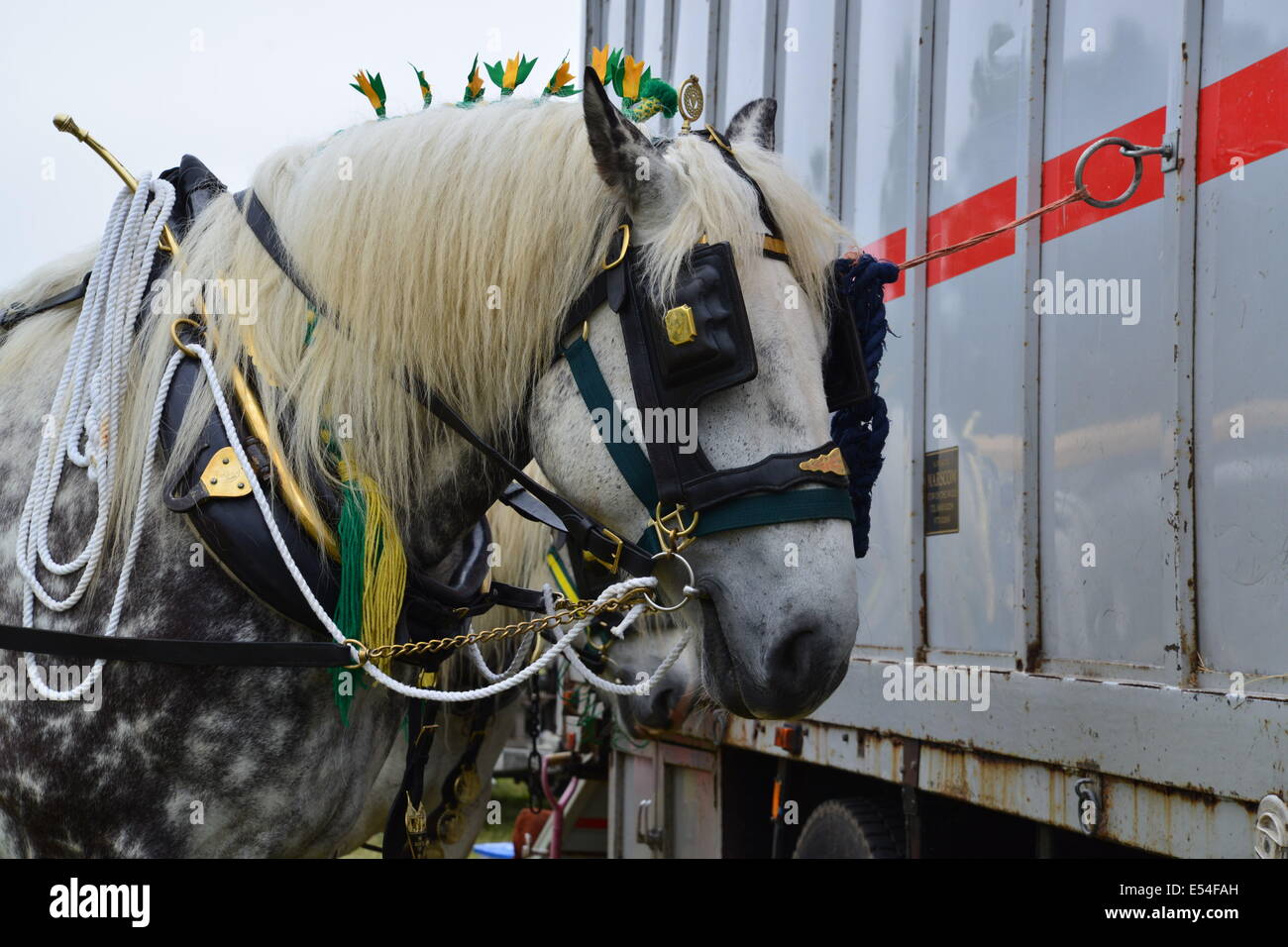 Heavy horse with tack and flights in the mane Stock Photo