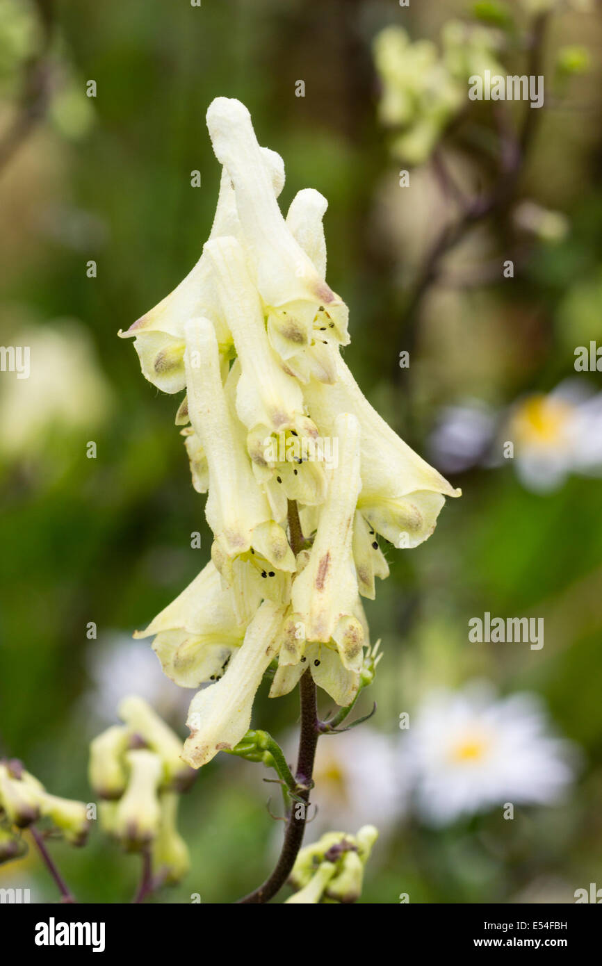 Flowers of the monkshood relative, Aconitum lamarckii Stock Photo