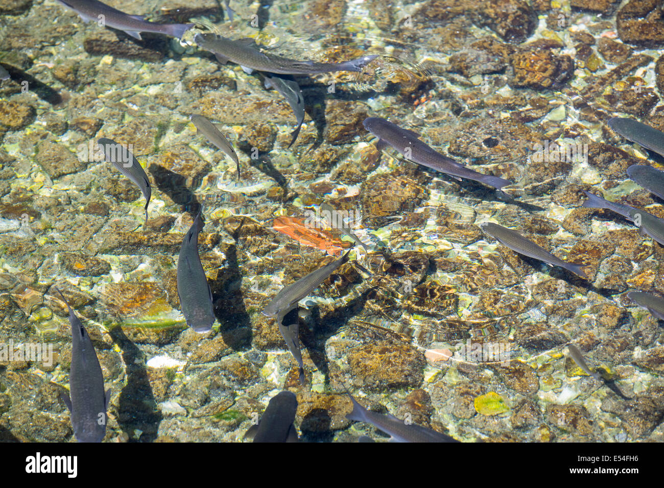 Fish swimming in a stream in Sivota, Greece Stock Photo - Alamy
