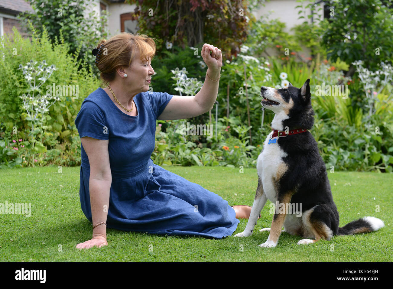 Woman with pet pets dog dogs female owner animal lover senior older uk Stock Photo