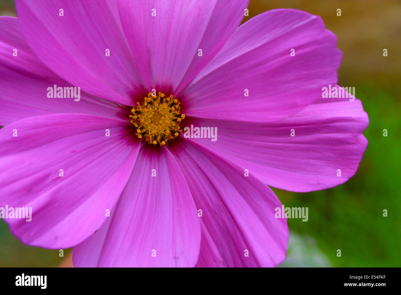 Purple Flower Closeup Stock Photo - Alamy