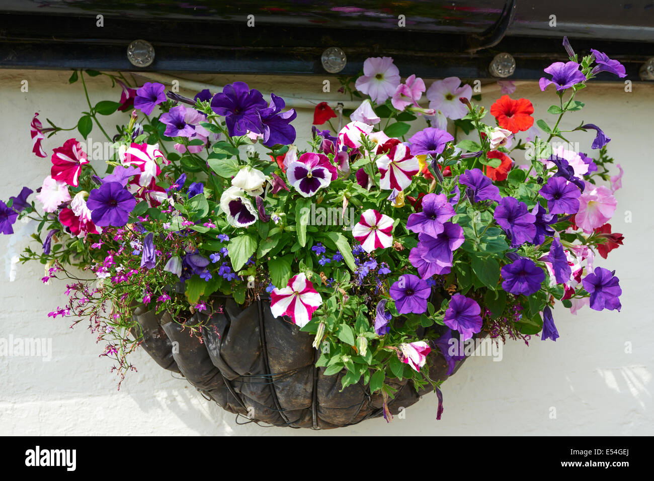 Hanging Basket On The Wall Of The Foxton Locks Inn Market Harborough Leicestershire UK Stock Photo