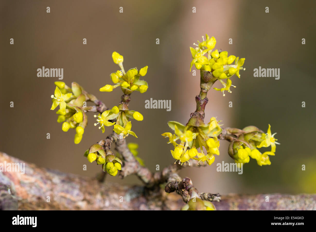 Tiny winter flowers of Cornus mas, the Cornelian cherry Stock Photo