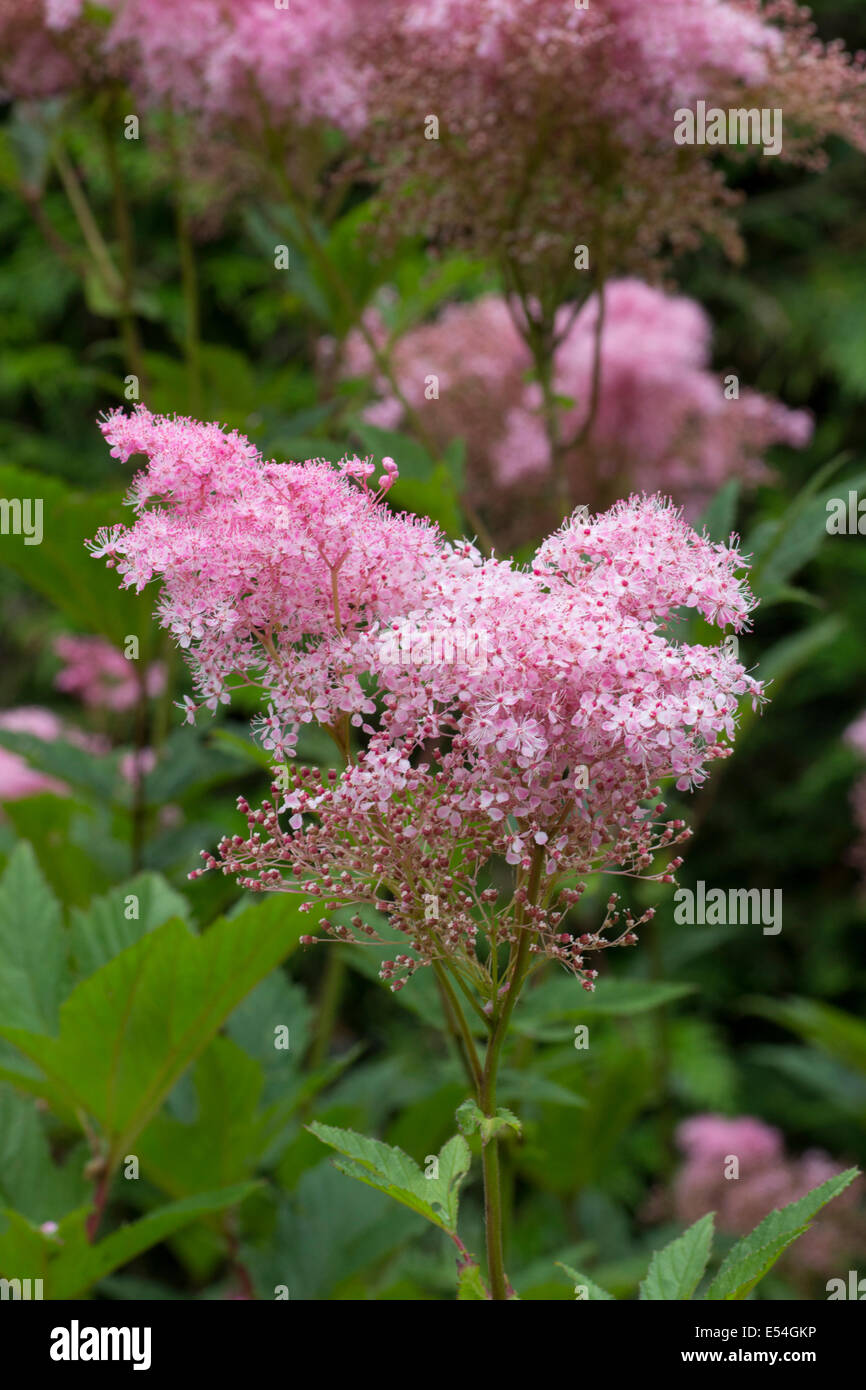 Frothy pink flowers in the inflorescence of Filipendula rubra Stock Photo