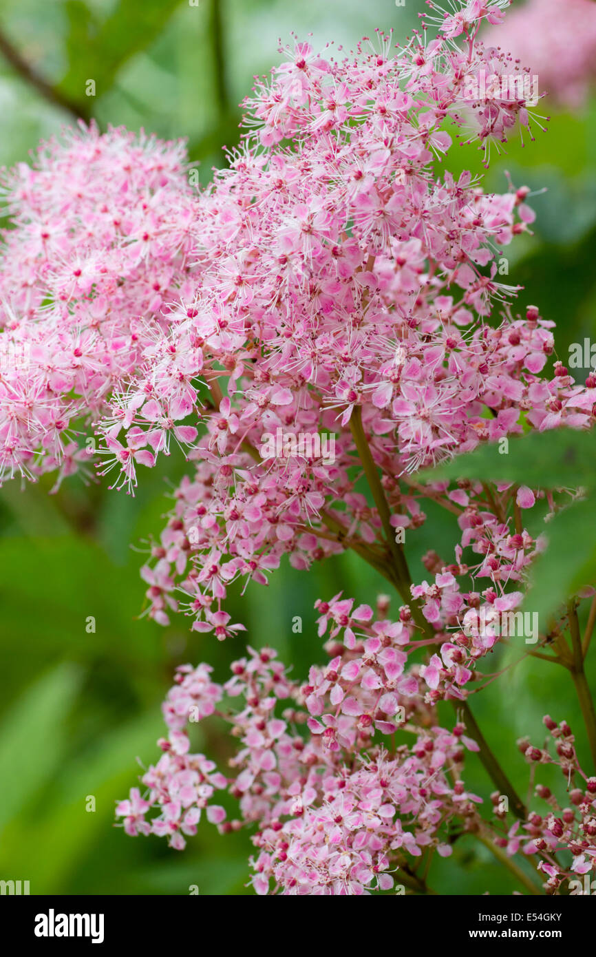 Frothy pink flowers in the inflorescence of Filipendula rubra Stock Photo