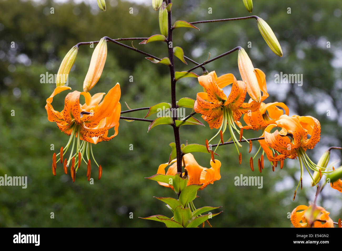 Reflexed, turkscap petals in the flowers of Lilium henryi Stock Photo
