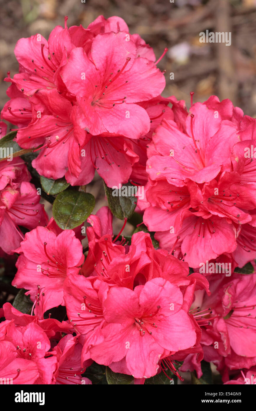 Pink flowers of the evergreen Japanese azalea, Rhododendron 'Aghadir' Stock Photo