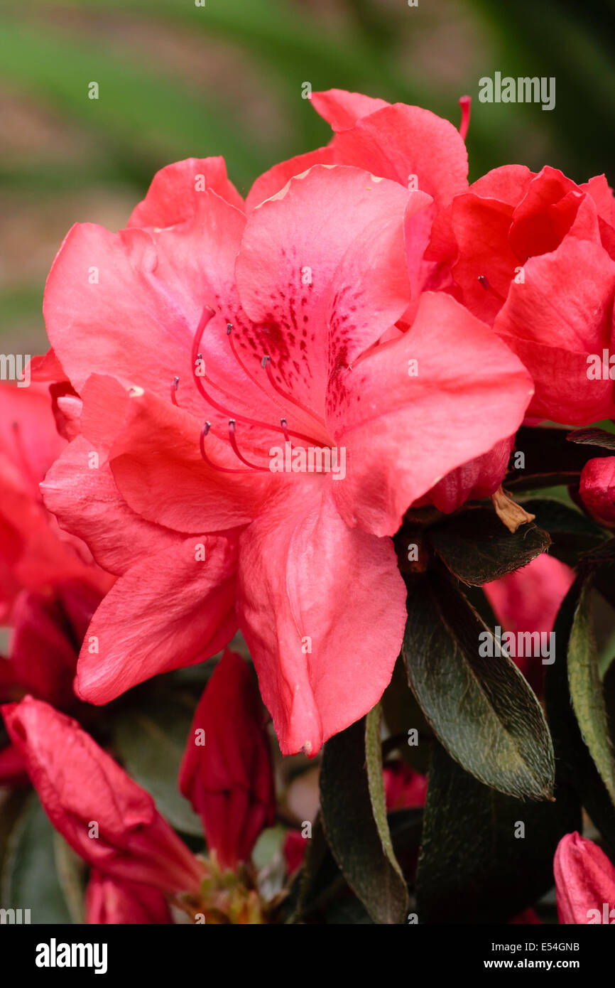 Red flower of the evergreen Japanese azalea, Rhododendron 'Gorbella' Stock Photo