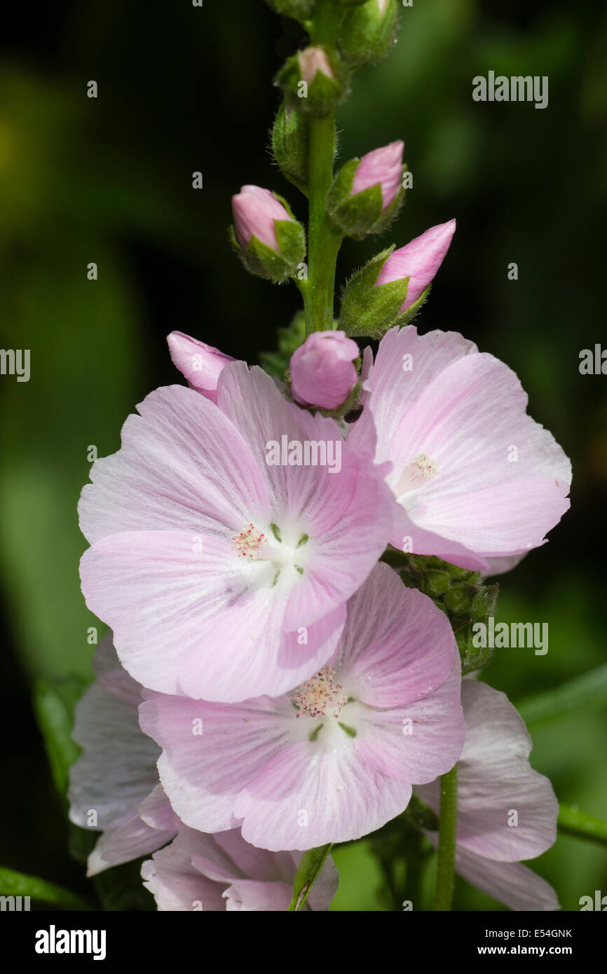 Pink summer flowers of the hardy perennial mallow, Sidalcea 'Elsie Heugh' Stock Photo