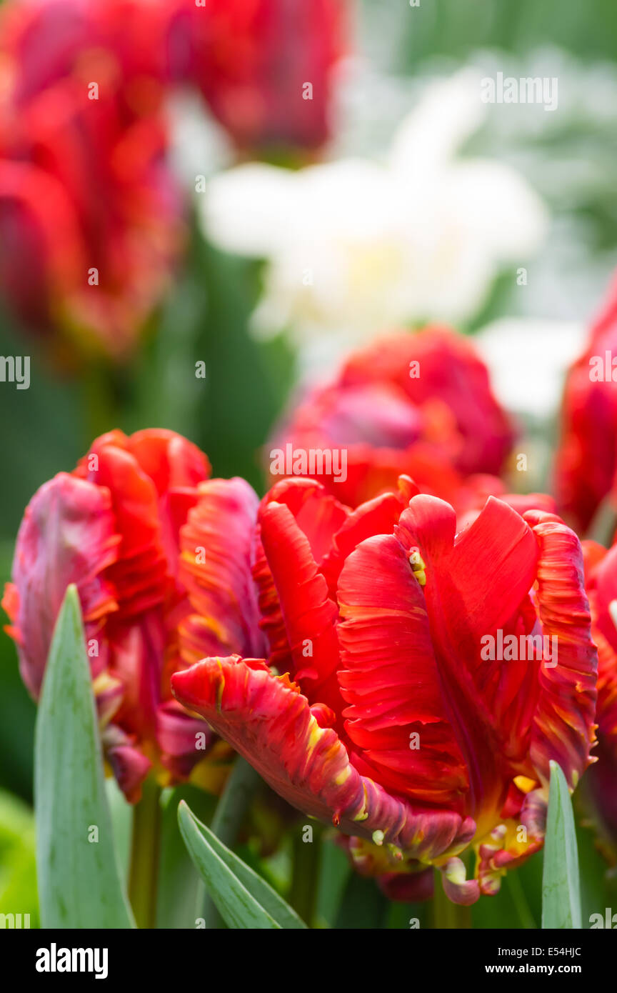 Group of red blooming parrot tulip flowers Stock Photo