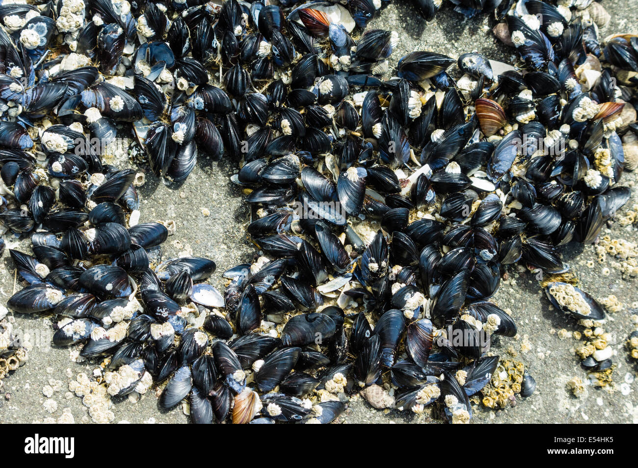 A group of mussels clinging to rocks in an intertidal zone Stock Photo