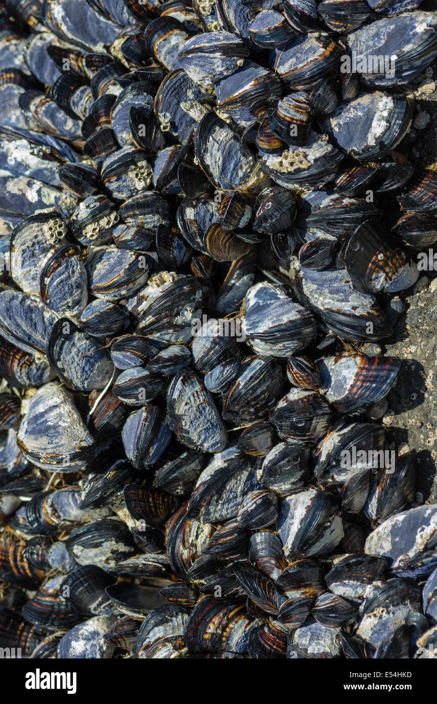 A group of mussels clinging to rocks in an intertidal zone Stock Photo