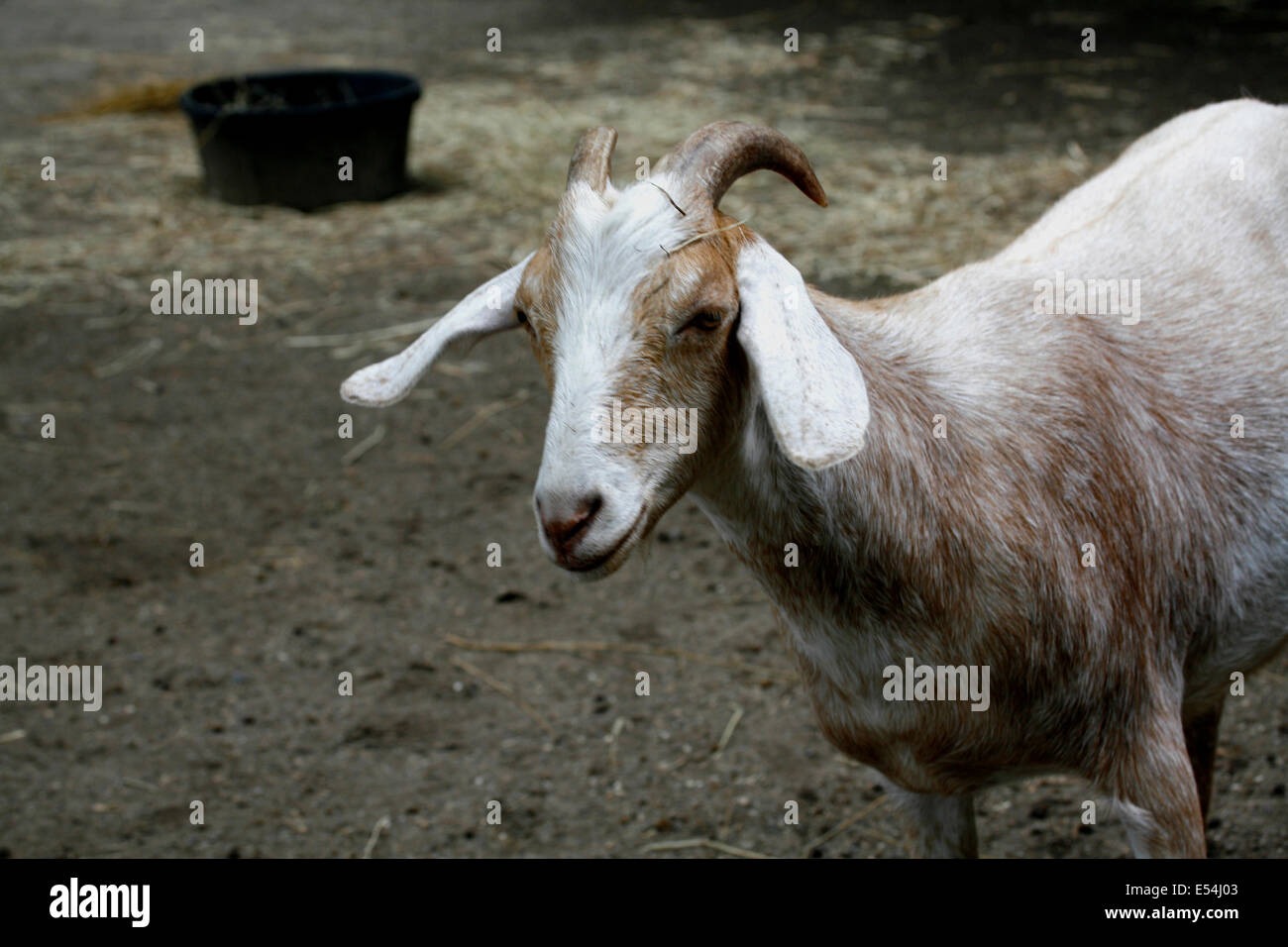 Brown and White goat common the farms. Stock Photo