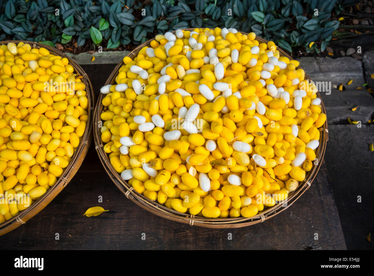 Yellow Silk cocoons in a basket Stock Photo