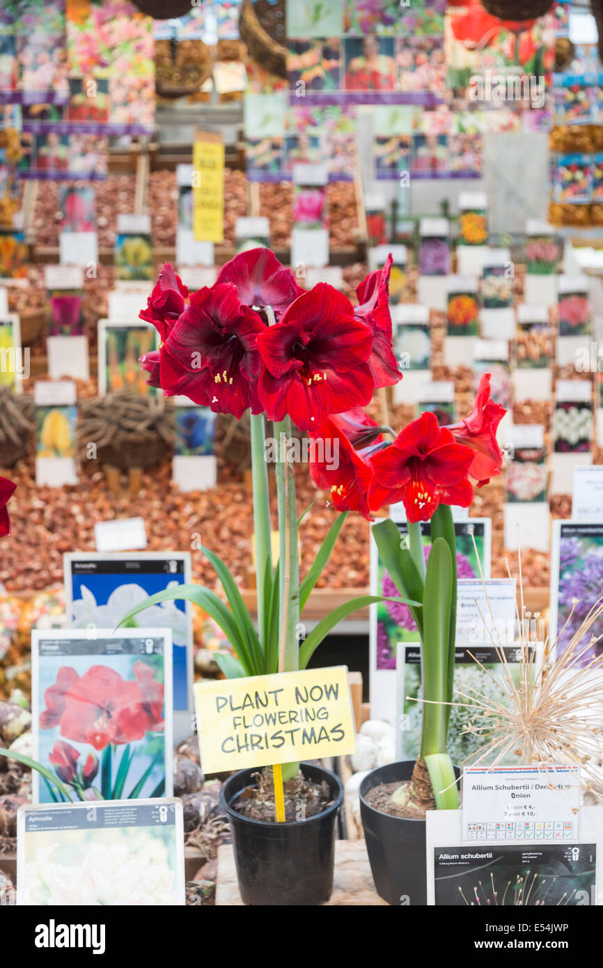 Flowers and other items for sale in Amsterdam's flower market, including red amaryllis Stock Photo