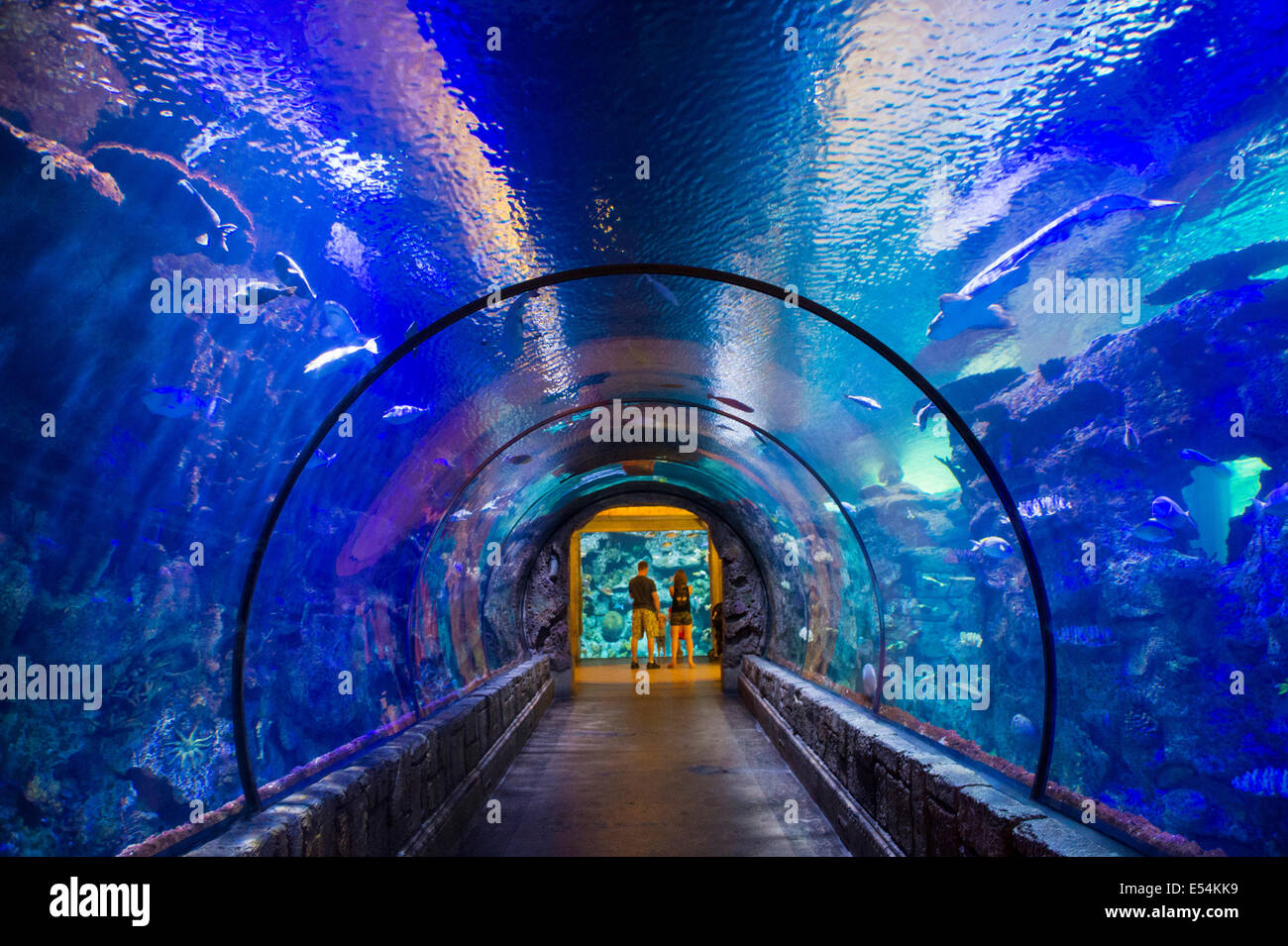 The Shark Reef Aquarium at Mandalay Bay hotel and casino in Las Vegas Stock  Photo - Alamy