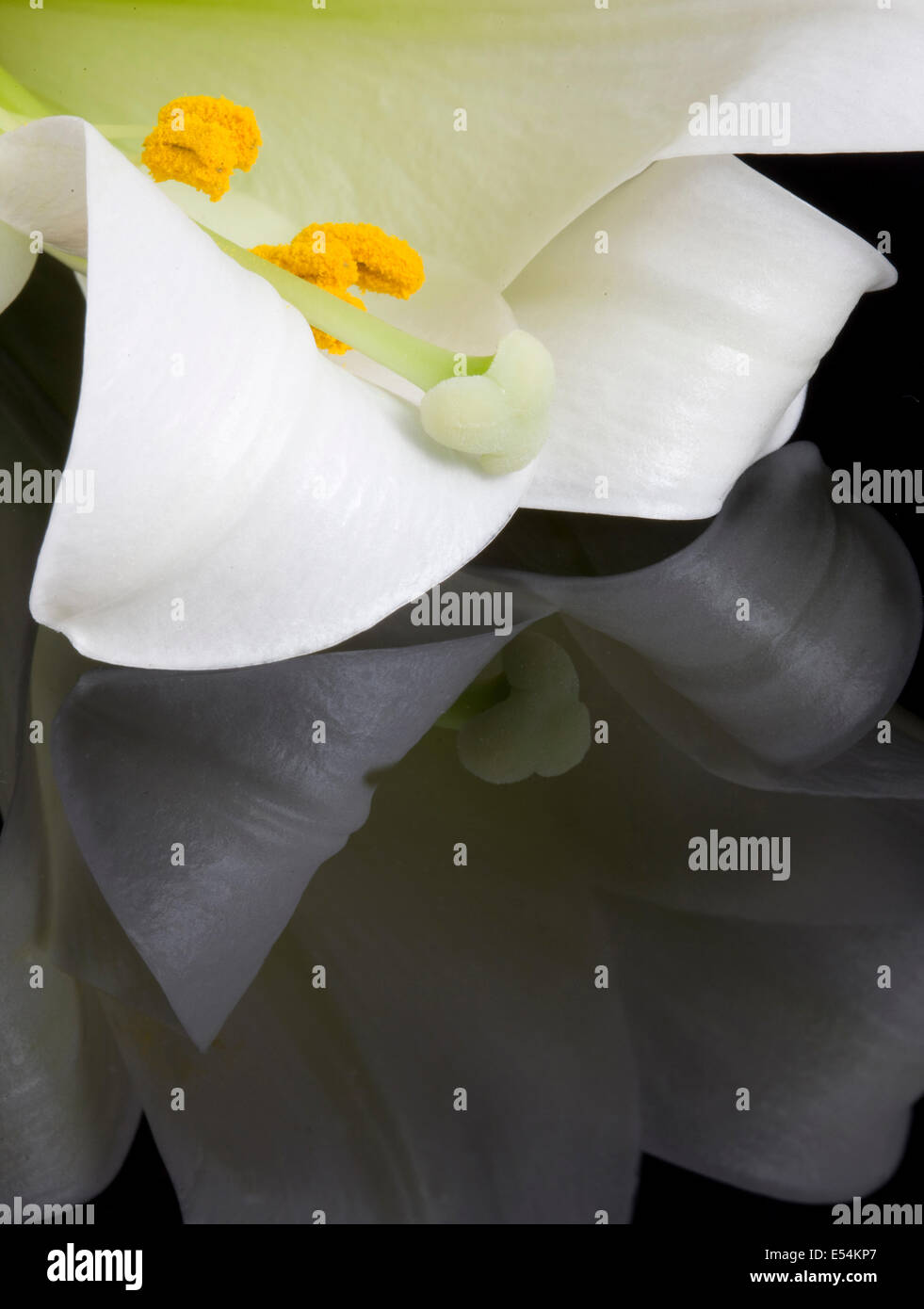 White lily flowe hi-res stock photography and images - Alamy