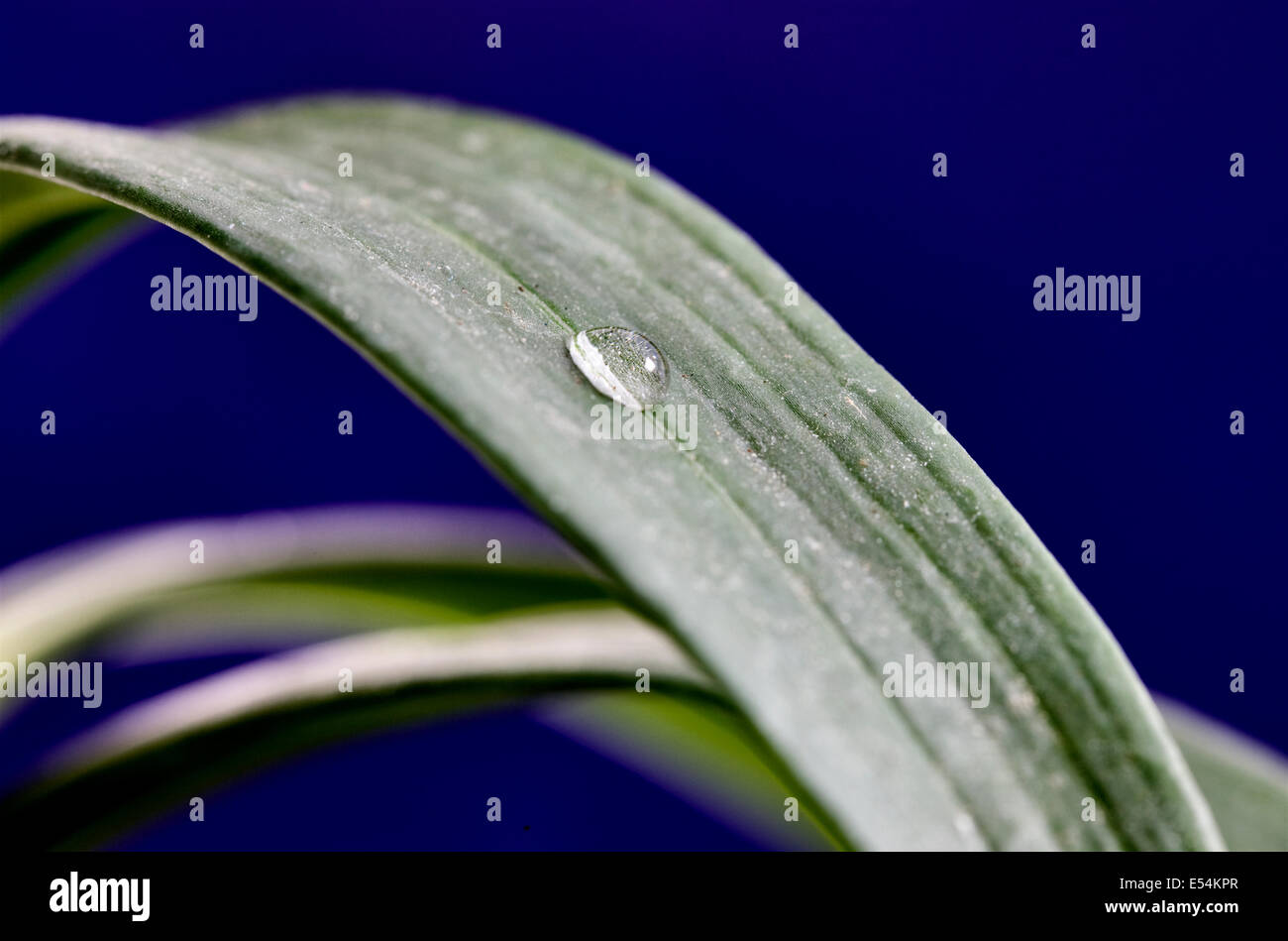 Close Up Water Drop on lily leaf Stock Photo - Alamy