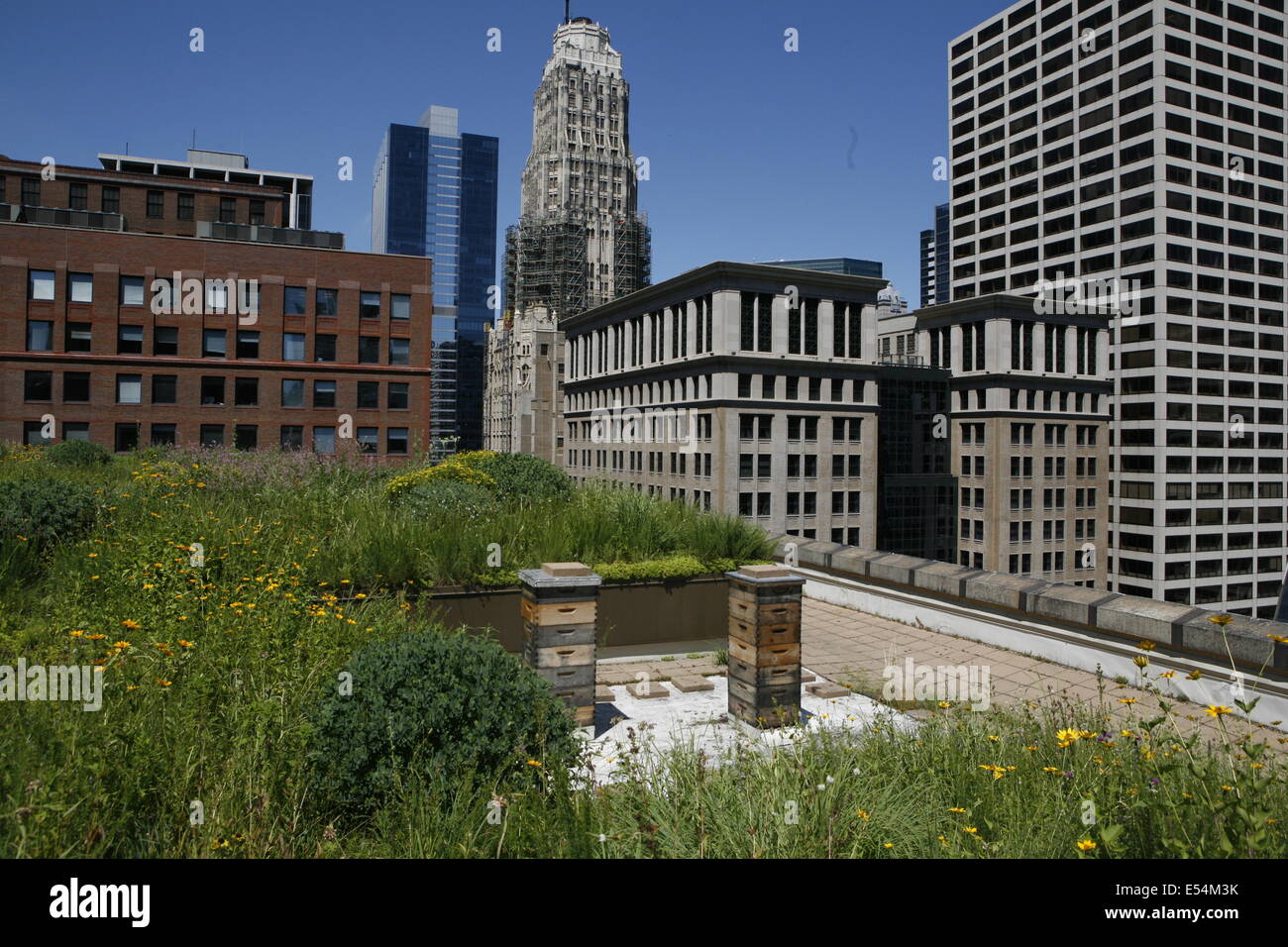 Rooftop hives hi-res stock photography and images - Alamy