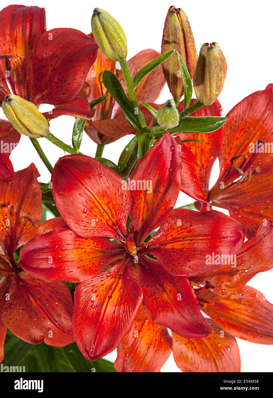 Red lilly flower closeup on white Stock Photo