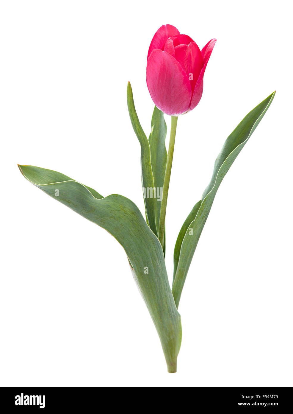 Pink tulip isolated on white background Stock Photo - Alamy