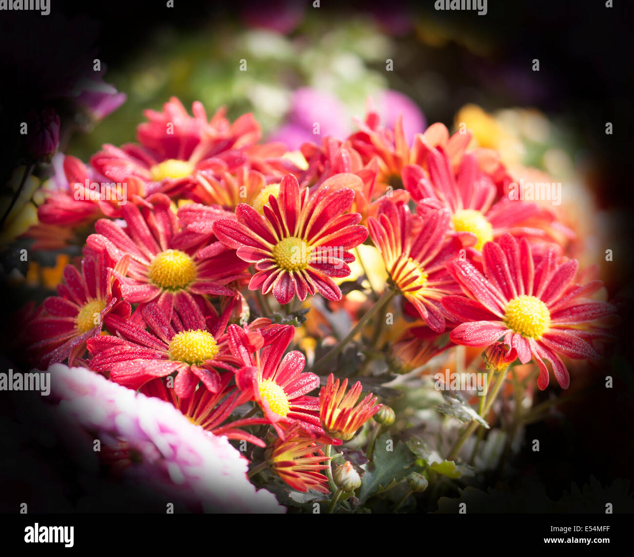 The background image of the colorful flowers Stock Photo - Alamy