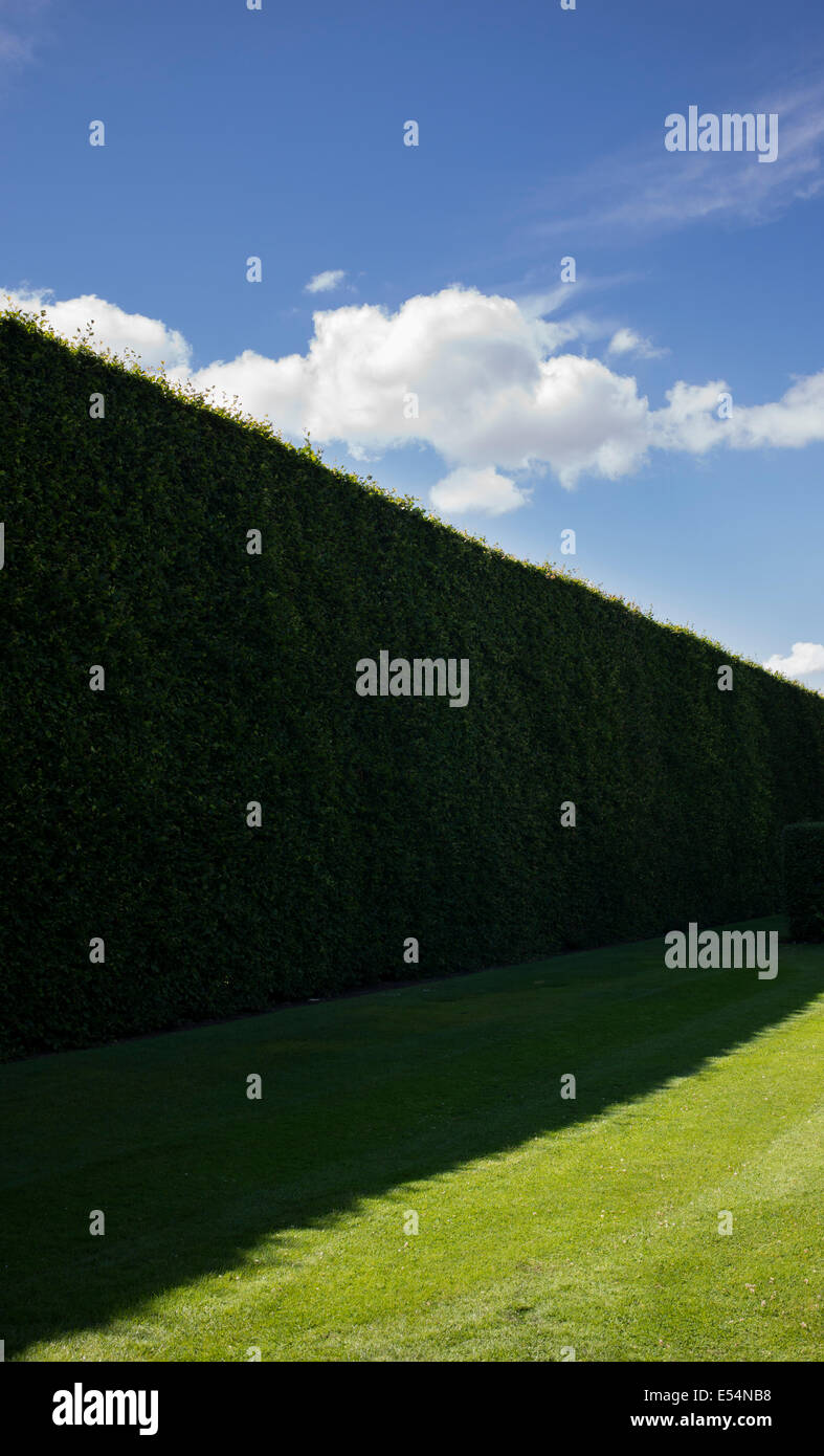 Tall Beech Hedge in shadow at Royal Botanic Gardens, Edinburgh. Scotland Stock Photo