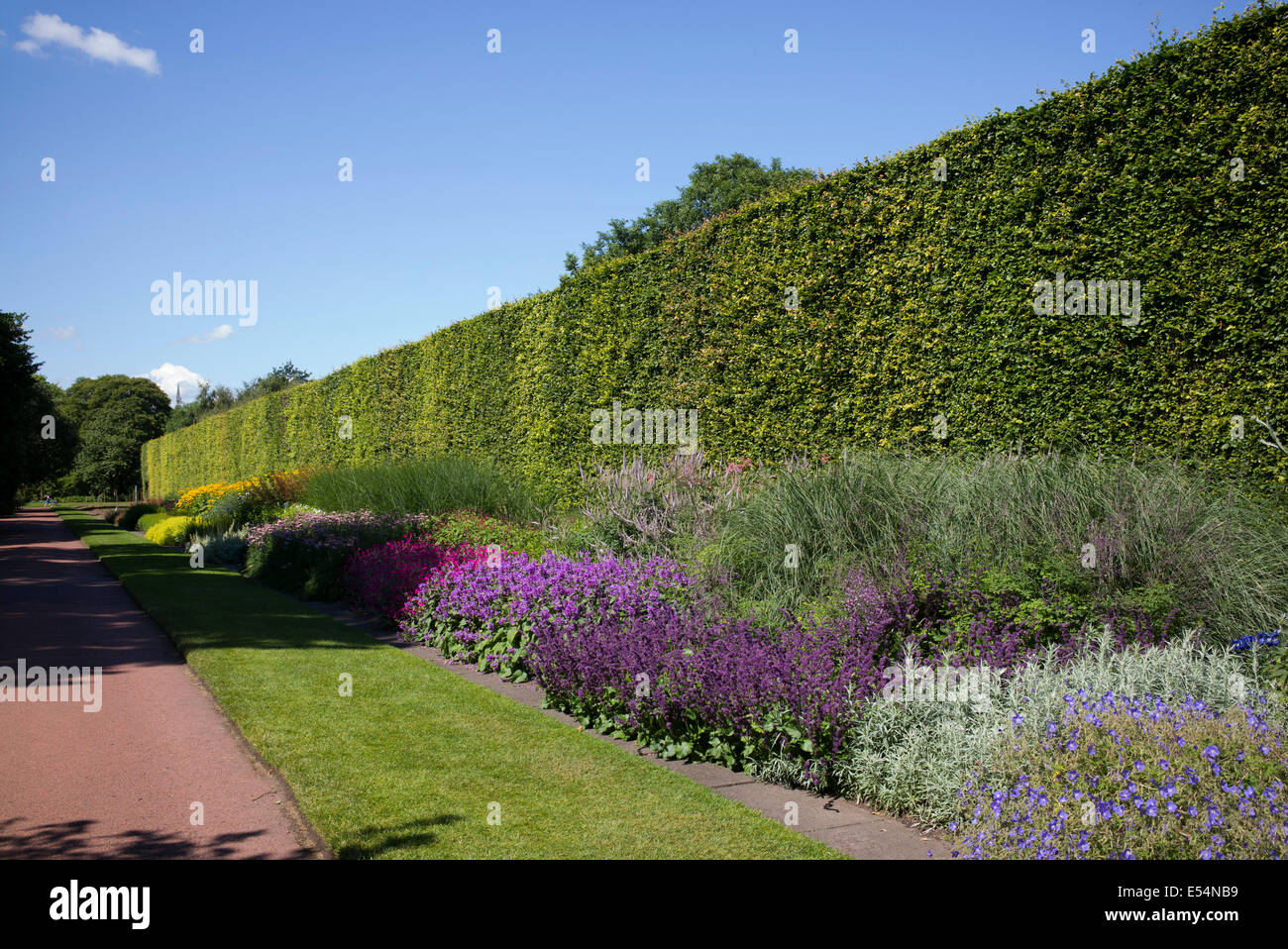 Tall Beech Hedge and herbaceous border at Royal Botanic Gardens, Edinburgh. Scotland Stock Photo