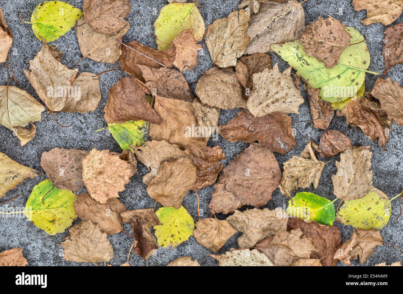 dried birch leaves on soil background Stock Photo Alamy