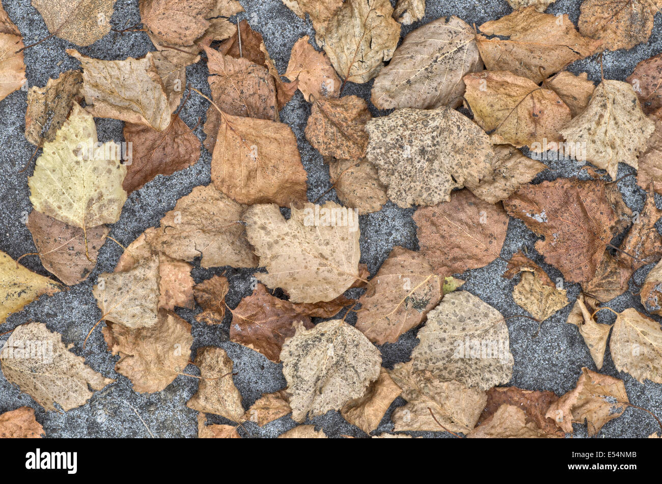 dried birch leaves on soil background Stock Photo Alamy