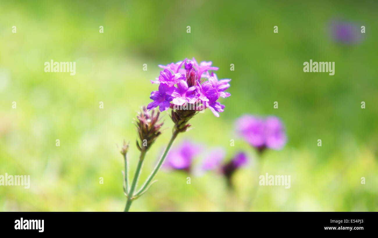 flower, violet, macro, nature, closeup, Stock Photo