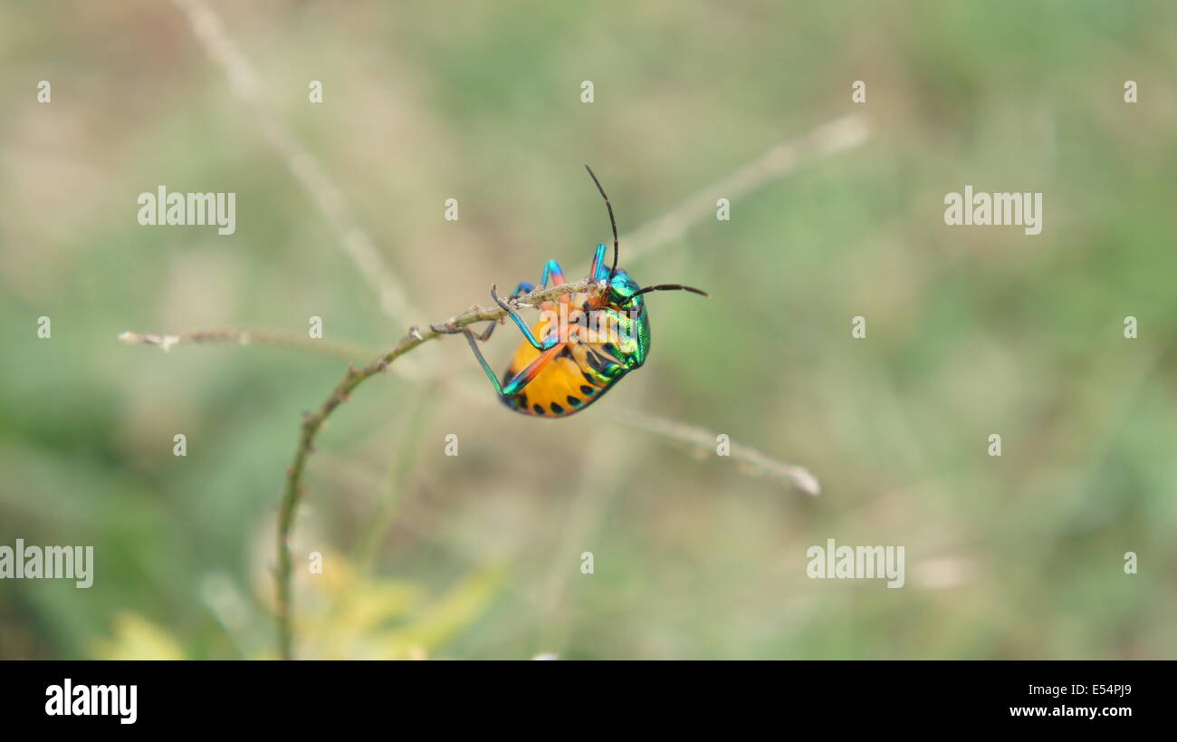 A colorful insect on a macro shot Stock Photo