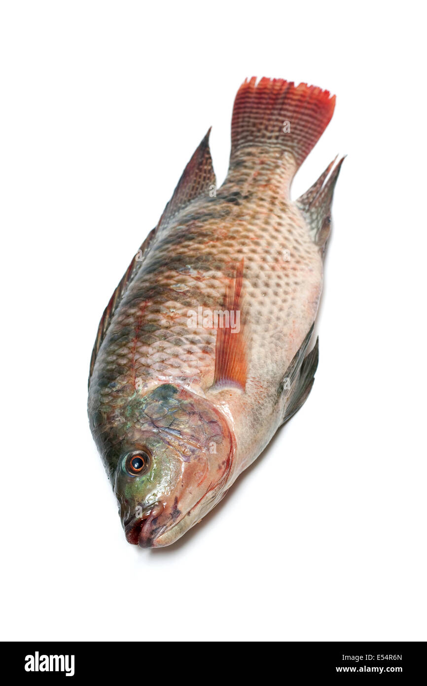 Snapper Fish On White Background Stock Photo - Alamy