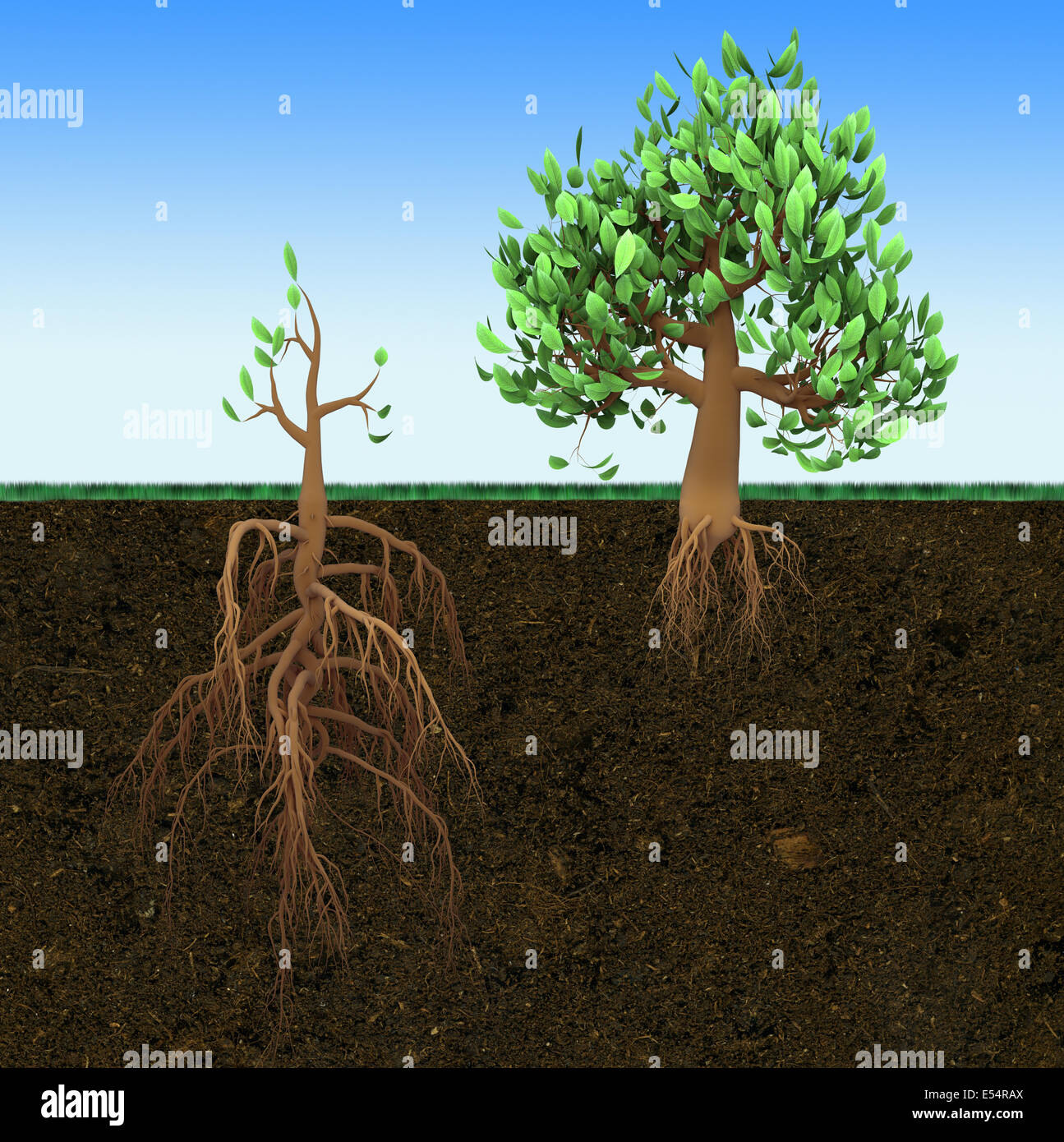 Conceptual illustration. Big tree with small roots and little tree with