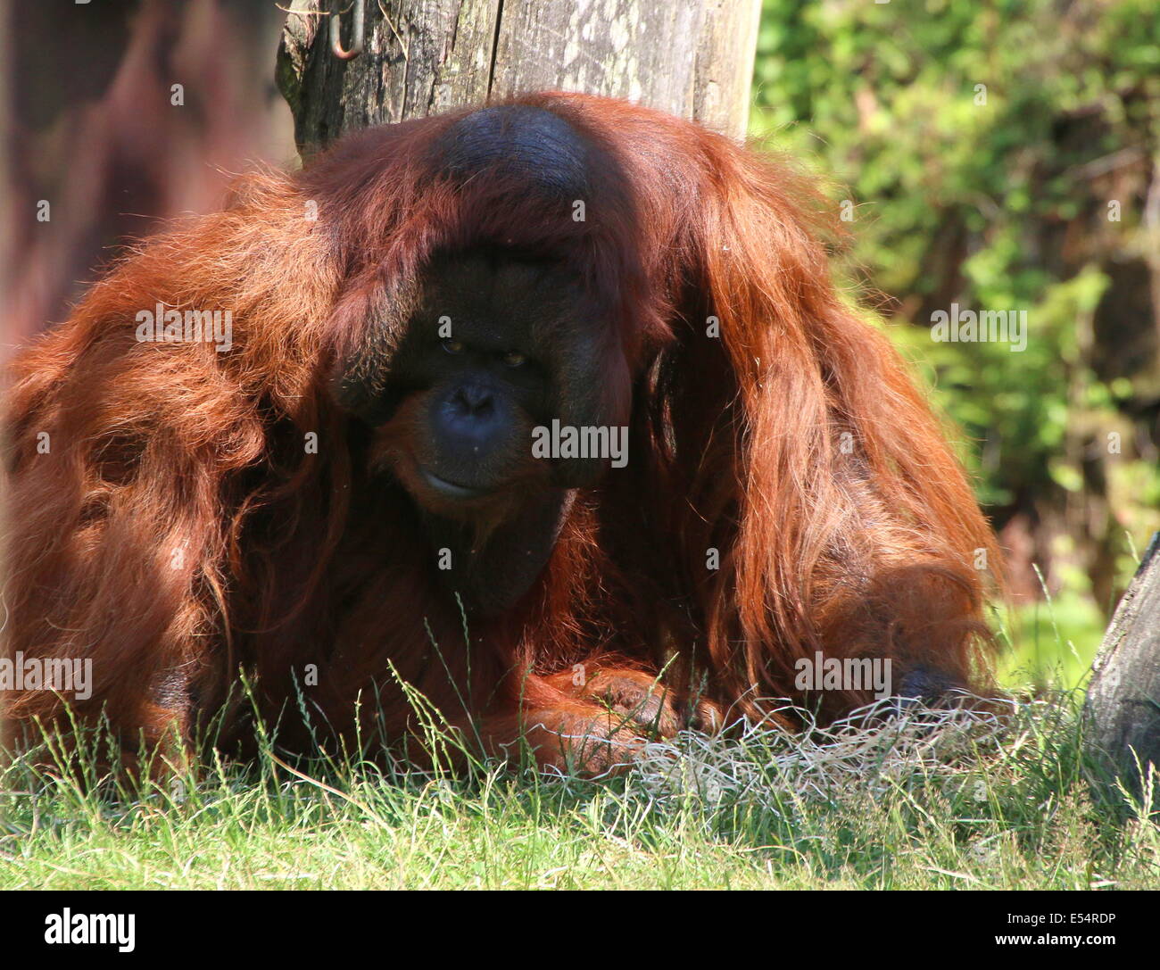 Mature male (Bornean) orangutan (Pongo pygmaeus) Stock Photo