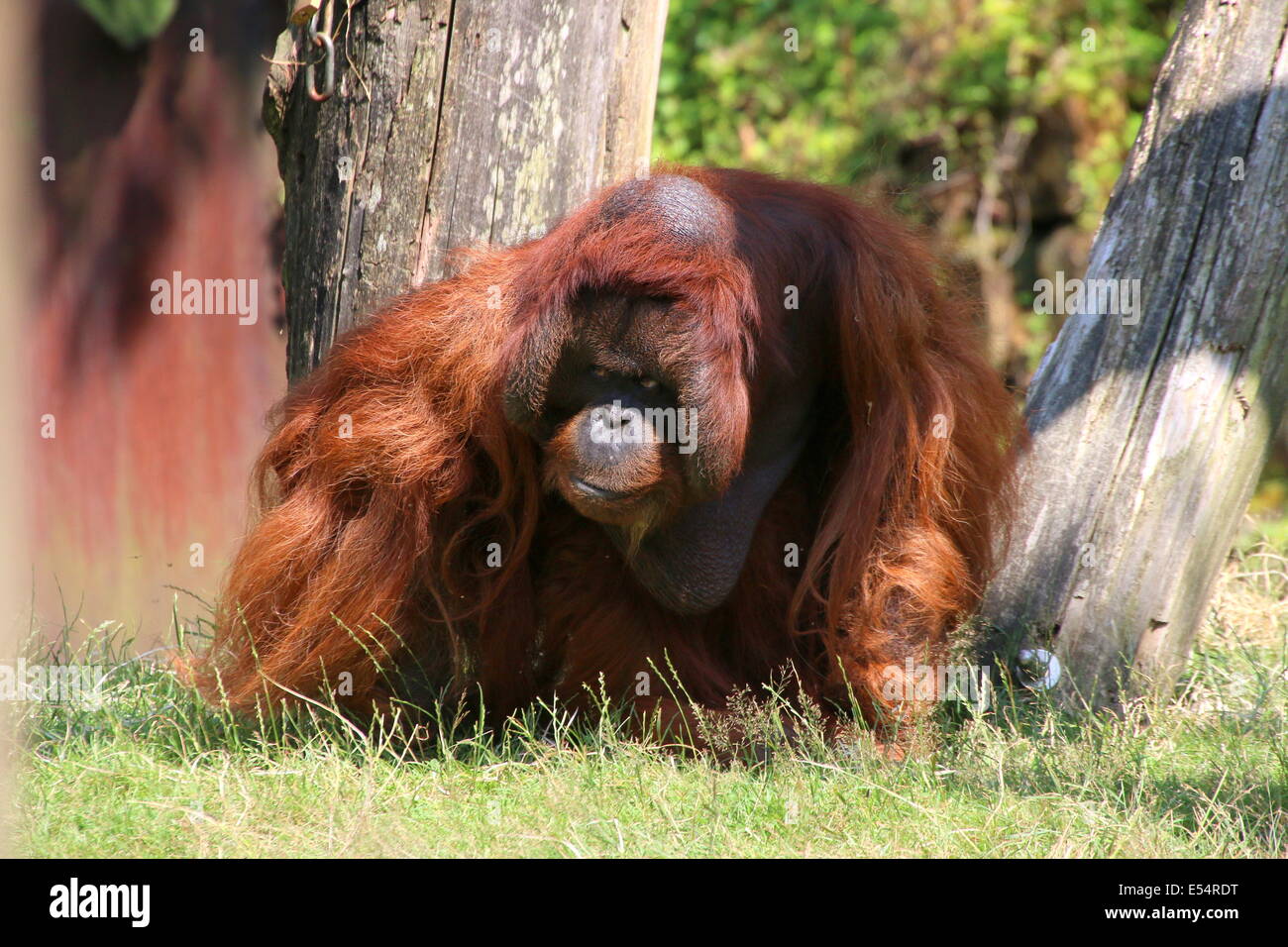 Mature male (Bornean) orangutan (Pongo pygmaeus) walking on the ground Stock Photo