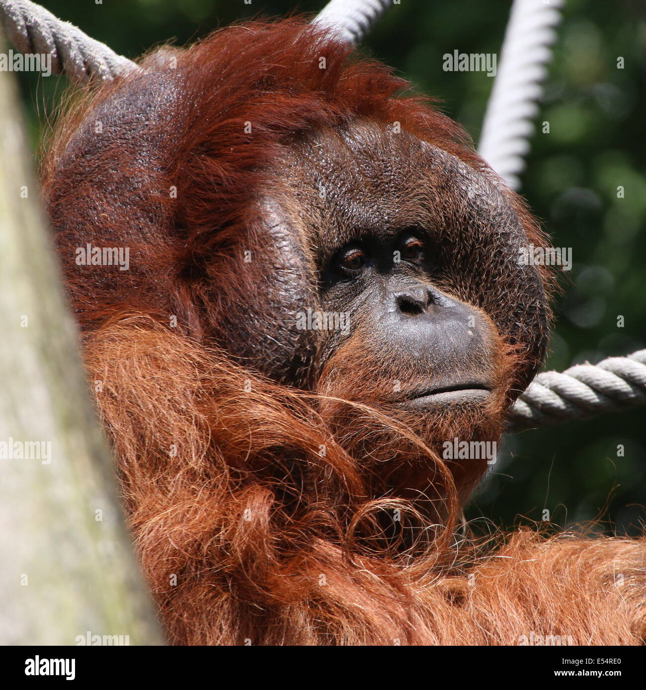 Close-of the head of a mature male (Bornean) orangutan (Pongo pygmaeus) Stock Photo