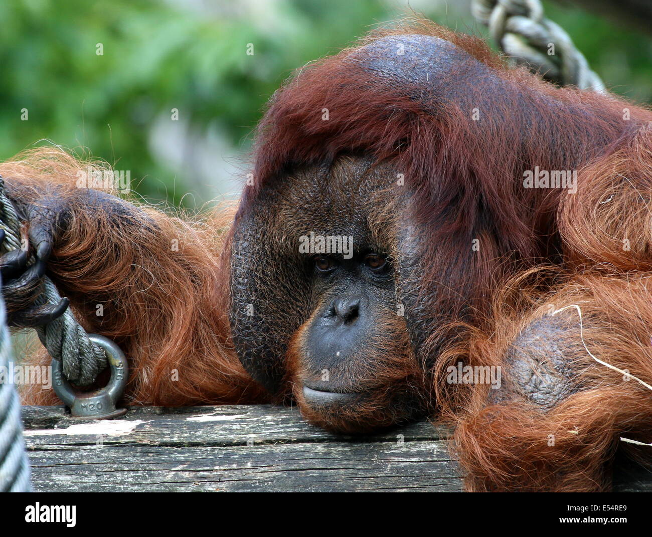 Close-of the head of a mature male (Bornean) orangutan (Pongo pygmaeus) Stock Photo
