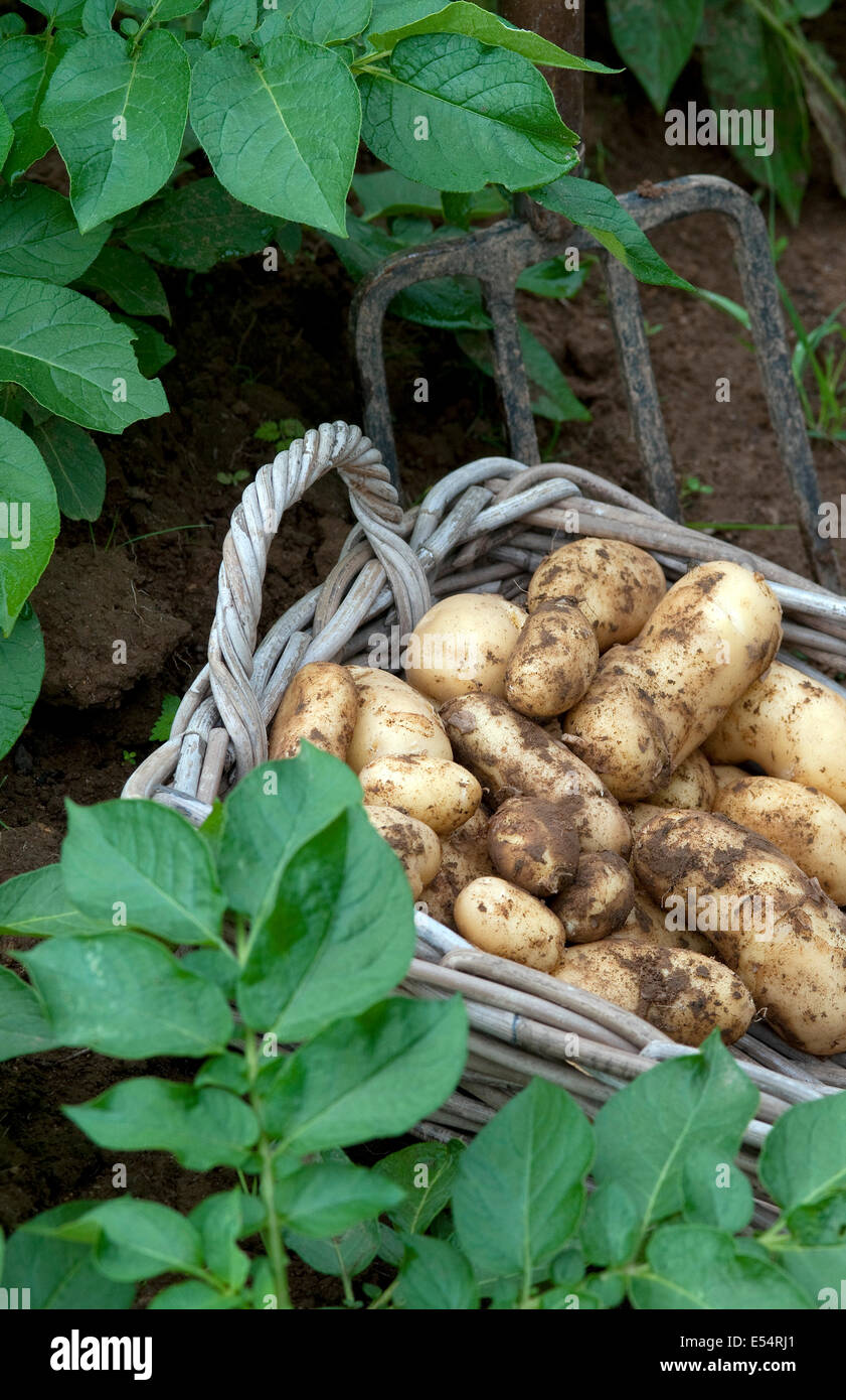 freshly dug potatoes in wicker basket Stock Photo Alamy